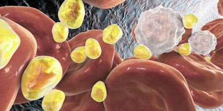 Cholesterol molecules in blood, 3D illustration. Cardiovascular disease development conceptの写真素材
