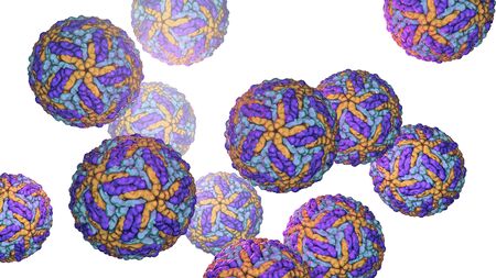 Zika viruses, the causative agent of Zika fever, transmitted by mosquito bite and causes...