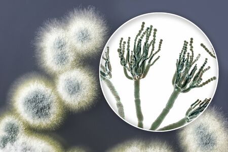 Penicillium mold fungi, 3D illustration and photo of colonies grown on nutrient medium