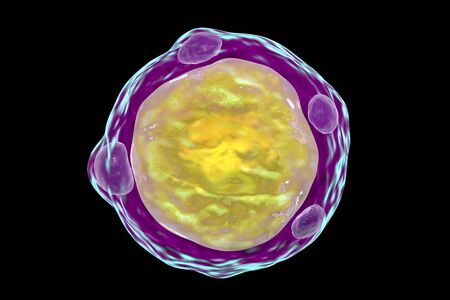 Blastocystis hominis parasite, 3D illustration. The causative agent of diarrheal infections in...