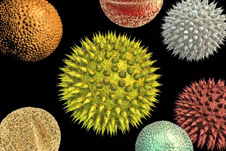Pollen grains from different plants, 3D illustration. They are factors causing hay fever and allergic rhinitisの写真素材