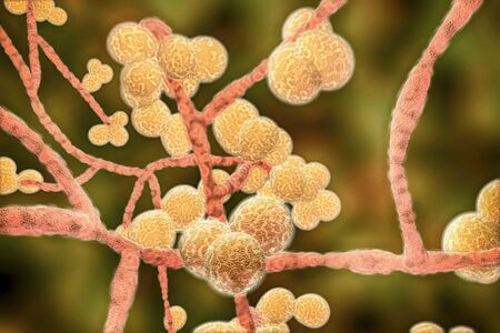 Candida auris fungi, emerging multidrug resistant fungus, 3D illustration