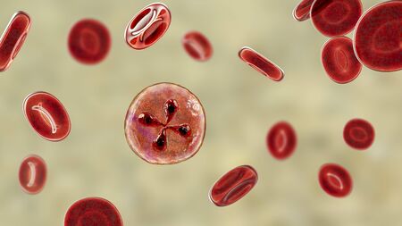 Babesia parasites inside red blood cell, the causative agent of babesiosis. 3D illustration showing classic tetrad-forms of Babesia merozoites so-called Maltese cross formationの写真素材