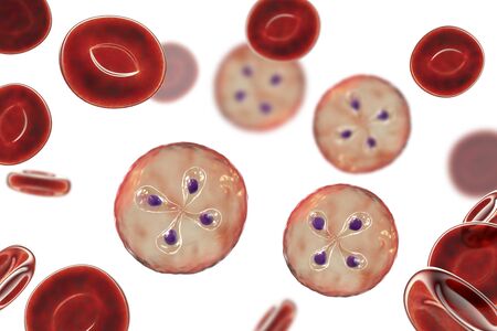 Babesia parasites inside red blood cell, the causative agent of babesiosis. 3D illustration showing...