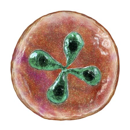 Babesia parasites inside red blood cell, the causative agent of babesiosis. 3D illustration showing...