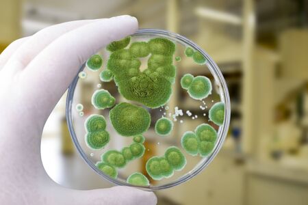 Researcher holding Petri dish with colonies of Penicillium fungi. Penicillium is a mold fungus that...