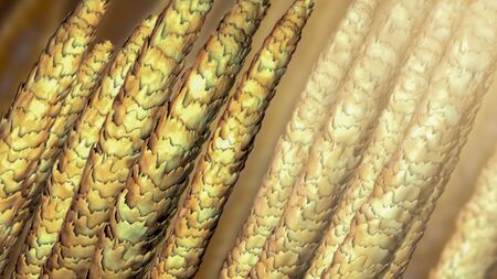 Human hair under microscope, 3D illustration showing close-up structure of healthy human hair