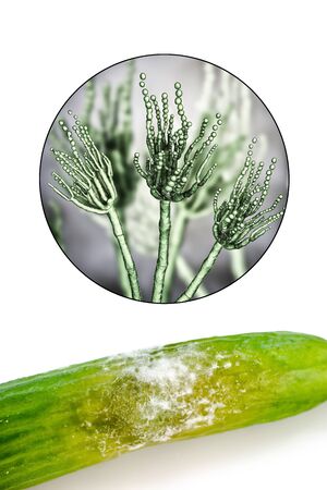 A cucumber with moldの写真素材