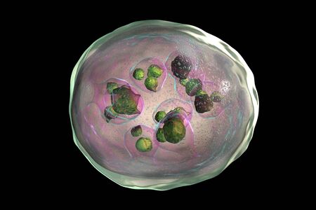 Hydatid cyst of Echinococcus granulosus, 3D illustration. Echinococcus is a parasitic worm that...