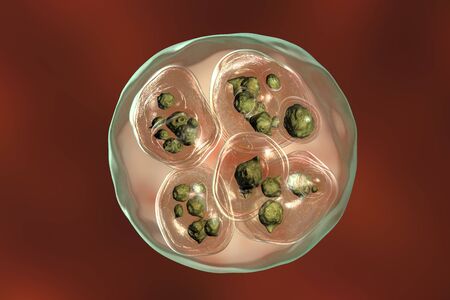 Structure of hydatid cyst of Echinococcus multilocularis, 3D illustration. E. multilocularis is a...