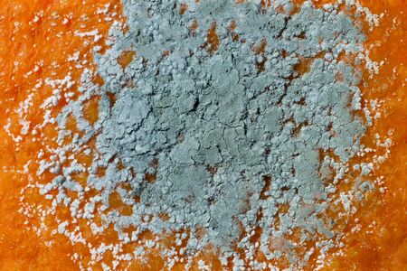 Penicillium mold on an orange fruit, macro photo. Microscopic fungi producing penicillin antibioticの写真素材