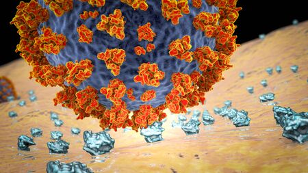 SARS-CoV-2 virus binding to ACE2 receptors on a human cell, the initial stage of COVID-19 infection,...