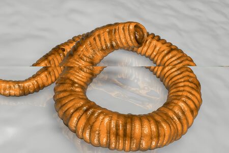 Dracunculus medinensis, or Guinea-worm, first-stage larva, 3D illustration. Larvae are excreted from...