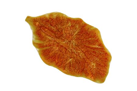Fasciola hepatica, or liver fluke, 3D illustration. A parasitic trematode worm that causes...