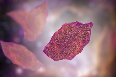 A parasitic trematode worm that causes fasciolosis, an infection of liverの写真素材