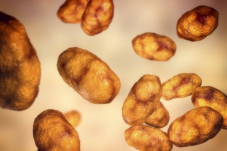 Haemophilus influenzae bacteria, 3D illustration. Gram-negative coccobacilli which cause infections mainly in children, pneumonia, otitis, meninitis and otherの写真素材