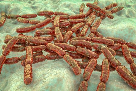 Probiotic bacteria Lactobacillus