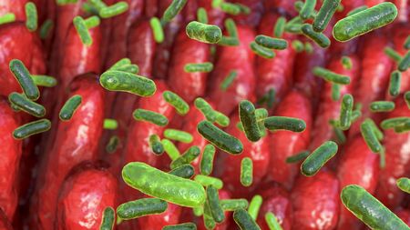 Intestinal villi with enteric bacteria, 3D illustration