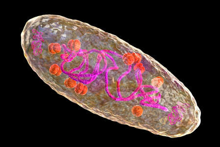 Plague bacterium Yersinia pestis, scientifically accurate 3D illustration showing structure of the...