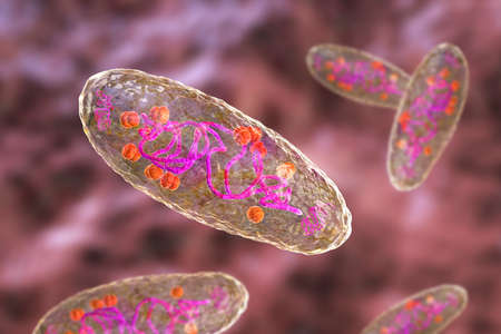 Plague bacterium Yersinia pestis, scientifically accurate 3D illustration showing structure of the cell with DNA, plasmids and ribosomesの写真素材