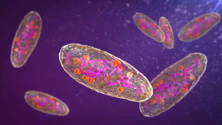 Plague bacterium Yersinia pestis, scientifically accurate 3D illustration showing structure of the cell with DNA, plasmids and ribosomesの写真素材