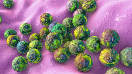Bacteria Staphylococcus aureus, Staphylococcus epidermidis, MRSA, multidrug resistant bacteria, 3D...