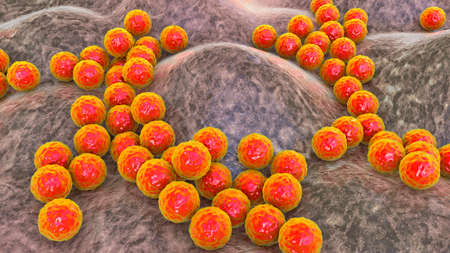 Bacteria Staphylococcus aureus