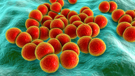 Bacteria Streptococcus pneumoniae, 3D illustration. Gram-positive diplococci, the causative agent of...