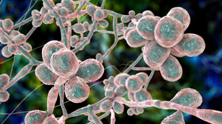 Fungus Sporothrix schenckii, the causative agent of sporotrichosis, especially common in florists...