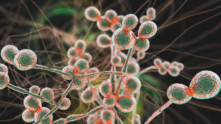 Candida fungi, Candida albicans, C. auris and other human pathogenic yeasts, 3D illustration