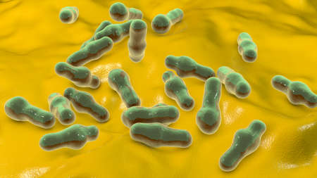 Spore-forming bacteria Clostridium, the causative agent of tetanus, botulism, gas gangrene and...