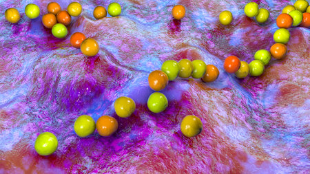 Gram-positive bacteria Streptococcus, S. pyogenes, S. agalactiae and other streptococci, the...