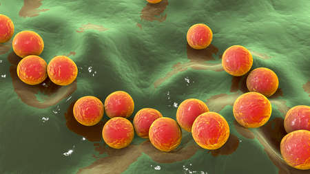 Gram-positive bacteria Streptococcus, S. pyogenes, S. agalactiae and other streptococci, the causative agents of Scarlet fever and other infections, 3D illustrationの写真素材