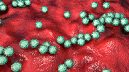 Gram-positive bacteria Streptococcus, S. pyogenes, S. agalactiae and other streptococci, the...