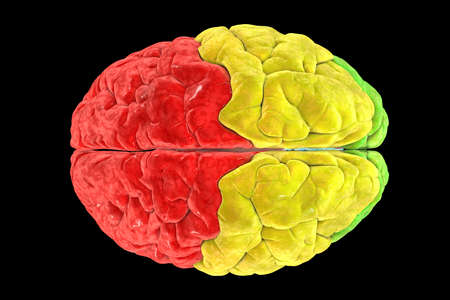 Brain lobes from top view, frontal (red), parietal (yellow), and occipital (green) lobes, 3D...