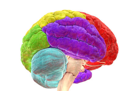 Brain lobes, frontal (red), parietal (yellow), temporal (blue) and occipital (green) lobes, 3D illustration. Cerebellum is colored light blueの写真素材