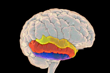 Human brain with highlighted temporal gyri, 3D illustration. Superior temporal gyrus (yellow),...