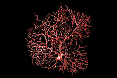 Purkinje neuron, GABAergic neuron located in the cerebellum, isolated on black background, 3D...