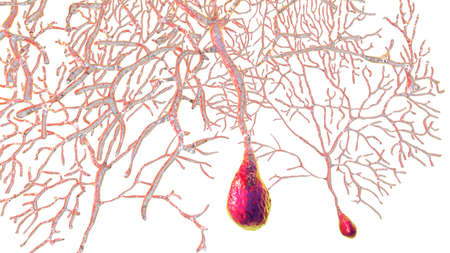 Purkinje neurons, GABAergic neuron located in the cerebellum, 3D illustrationの写真素材