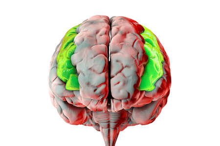 Human brain with highlighted middle frontal gyrus, 3D illustration. It is the part of prefrontal cortex of the frontal lobe. It is involved in the language learning and attentionの写真素材