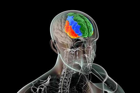 Human brain in the body with highlighted frontal gyri, superior (green), middle (blue), and inferior...