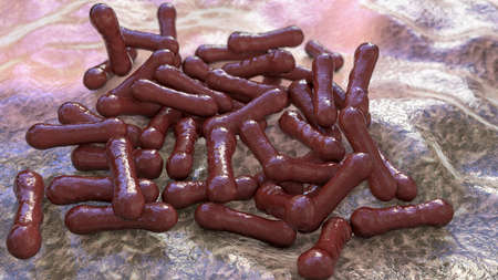 Bacteria Corynebacterium diphtheriae, Gram-positive rod-shaped bacterium that causes respiratory...
