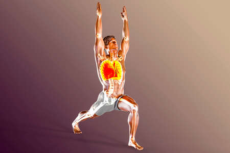 Respiratory regulation and breathing in yoga. Anatomy of Warrior 1 pose, or Virabhadrasana 1, 3D...