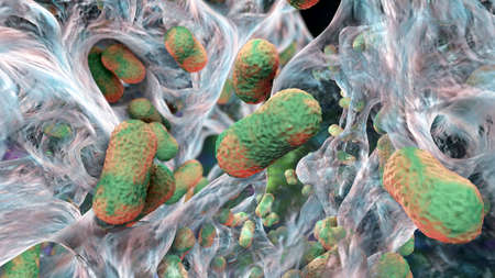 Multidrug resistant bacteria. Biofilm of bacteria Acinetobacter baumannii, the common causative...