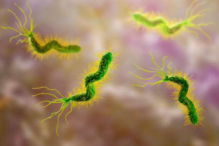 Helicobacter pylori, bacterium colonizing stomach and associated with gastric and duodenal ulcer, 3D illustrationの写真素材