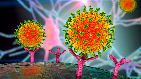 Nipah viruses binding receptors on human cells, an initial stage of Nipah infection. A newly...