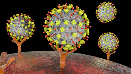 Nipah viruses binding receptors on human cells, an initial stage of Nipah infection. A newly emerging bat-borne virus that causes acute respiratory illness and severe encephalitis, 3D illustrationの写真素材
