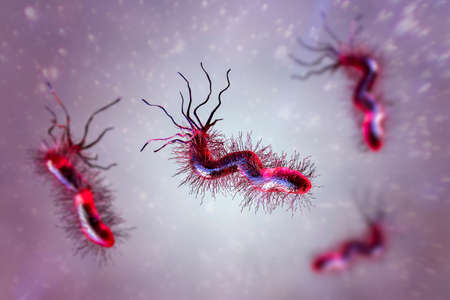 Helicobacter pylori, bacterium colonizing stomach and associated with gastric and duodenal ulcer, 3D illustrationの写真素材