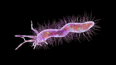Helicobacter pylori, bacterium colonizing stomach and associated with gastric and duodenal ulcer, 3D illustrationの写真素材