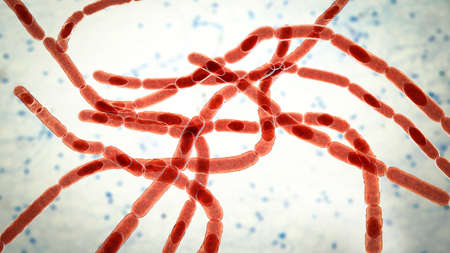 Bacteria Bacillus anthracis, the causative agent of anthrax disease, 3D illustration